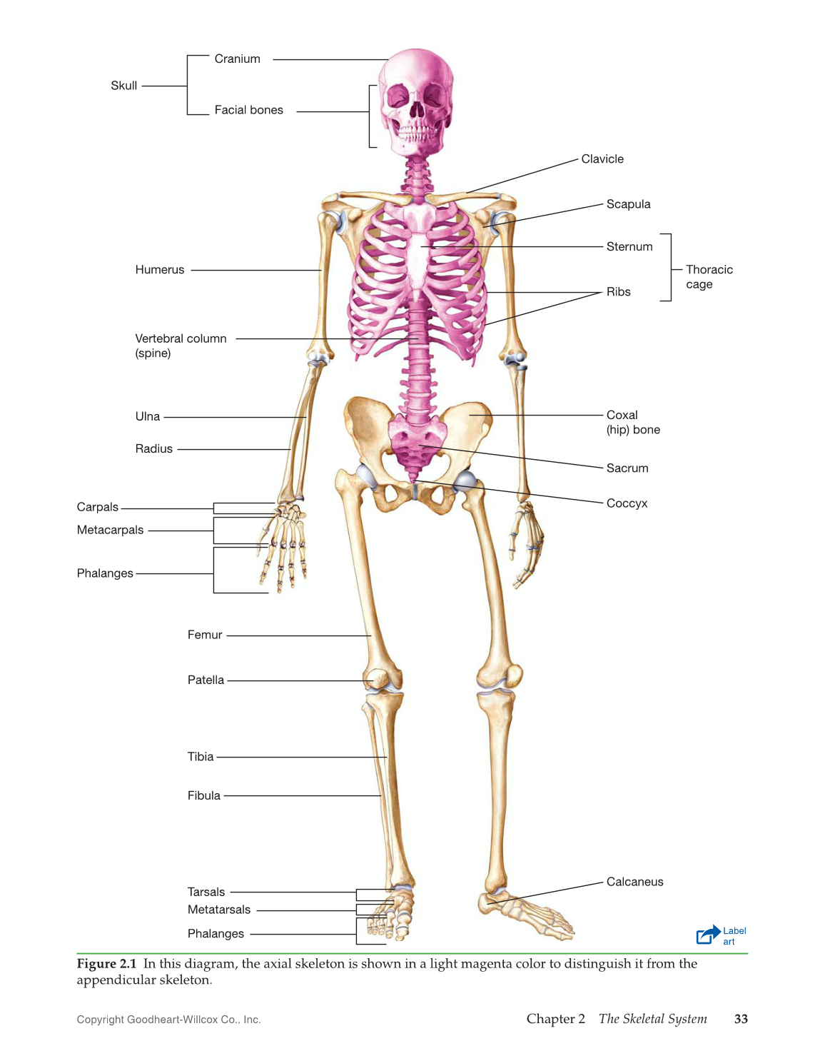 Skeletal System Labeling Worksheet Pdf Skeletal System Labeling Worksheet Pdf