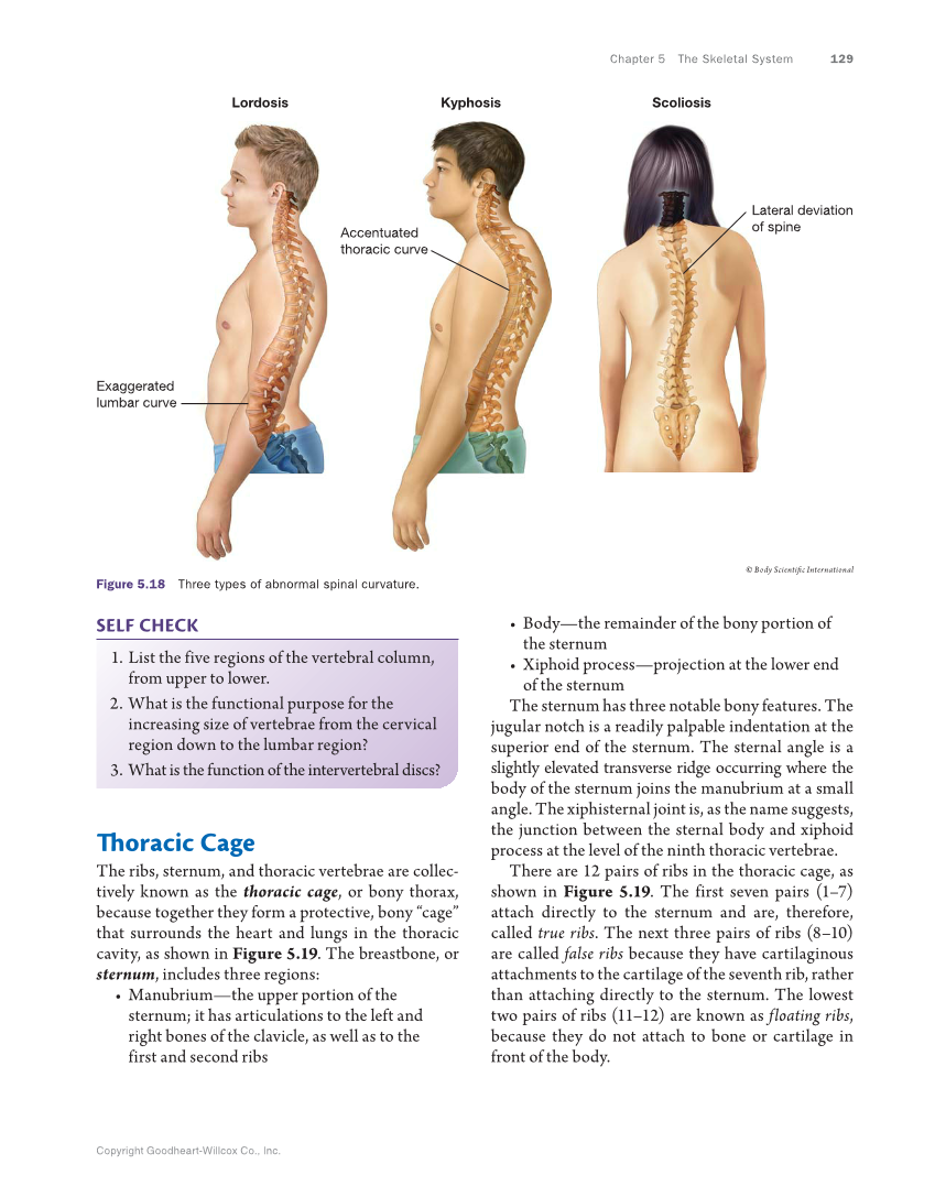 Anatomy Physiology Essentials 1st Edition Page 129 145 Of 592