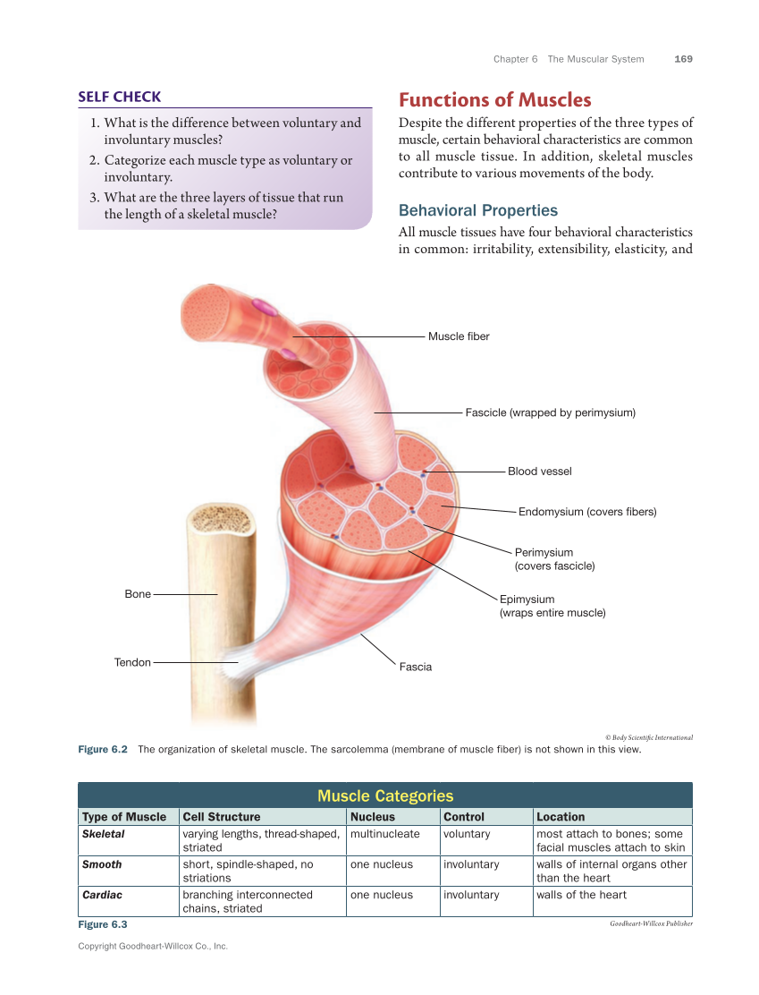 Anatomy Physiology Essentials 2e Textbook Page 169 185 Of 624